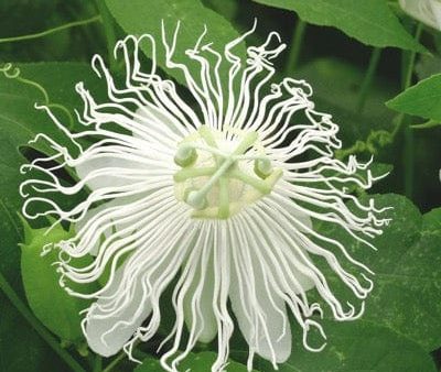 Passiflora SnowPop™ For Cheap