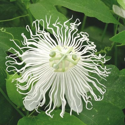 Passiflora SnowPop™ For Cheap