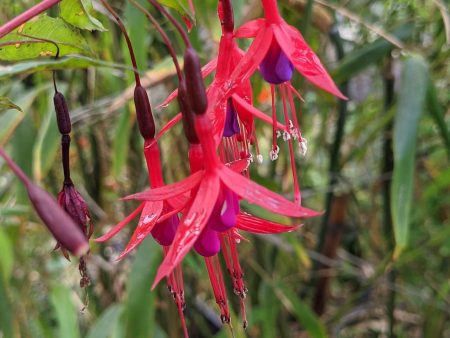 Chilean Fuchsia Online Sale