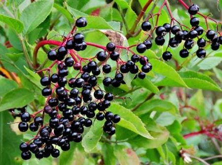 Allesoe Elderberry For Sale