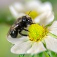 Spring Mason Bees - (20 ct) Discount