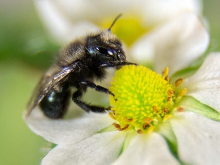 Spring Mason Bees - (20 ct) Discount