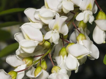 Black Locust Seedling on Sale