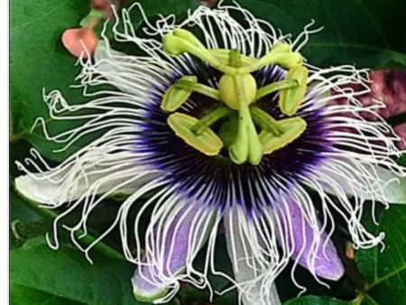 Possum Purple Passiflora Supply