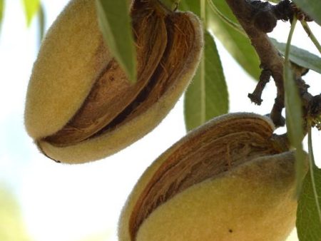 Hall s Hardy Almond Online now