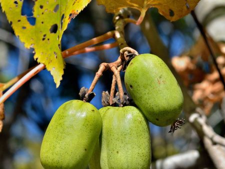 Cordifolia Hardy Kiwi Online Hot Sale