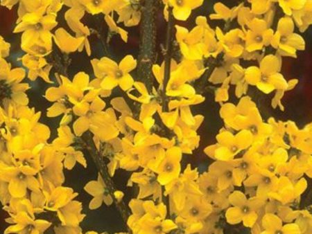 Gold Tide™ Forsythia Cheap