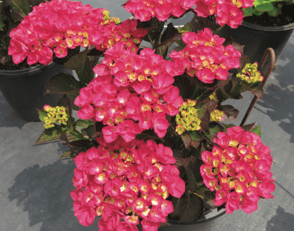 Akadama® Hydrangea Hot on Sale