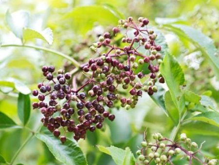 Wyldewood Elderberry Online Hot Sale