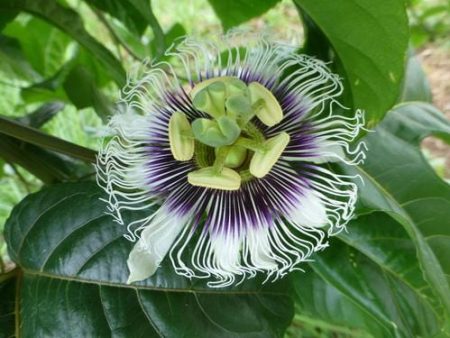 Black Knight passiflora For Cheap