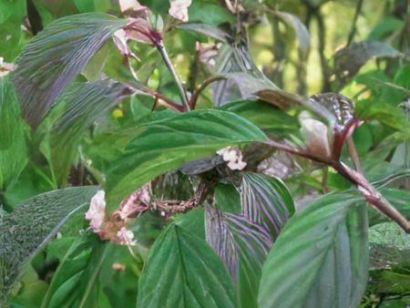 Dawn Viburnum Discount