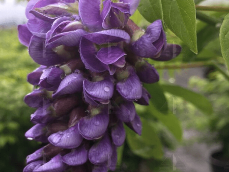 Amethyst Falls Wisteria Online