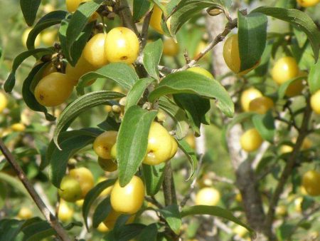 Yellow Fruited Cornus Mas Online Hot Sale