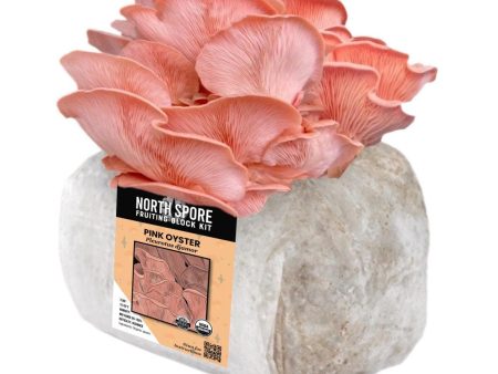 Organic Pink Oyster Mushroom Grow Kit Fruiting Block Sale