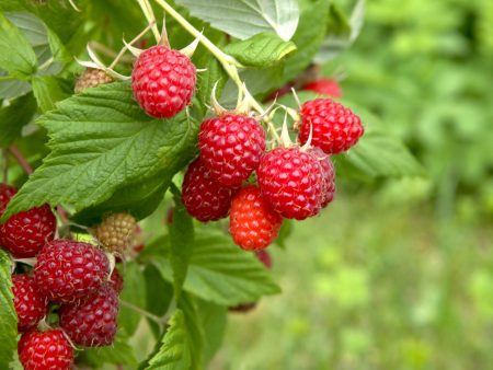 Caroline Raspberry Bundle (5 plants) Hot on Sale