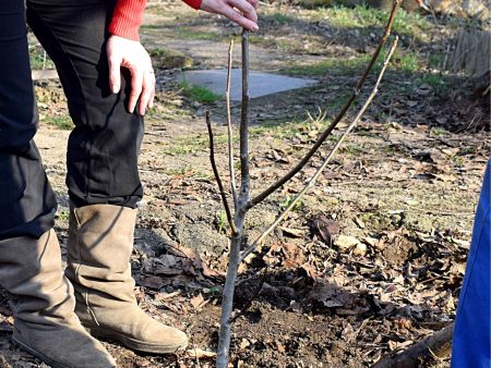 Black Walnut Seedling Sale