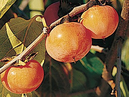 Prairie Dawn ™ American Persimmon For Sale