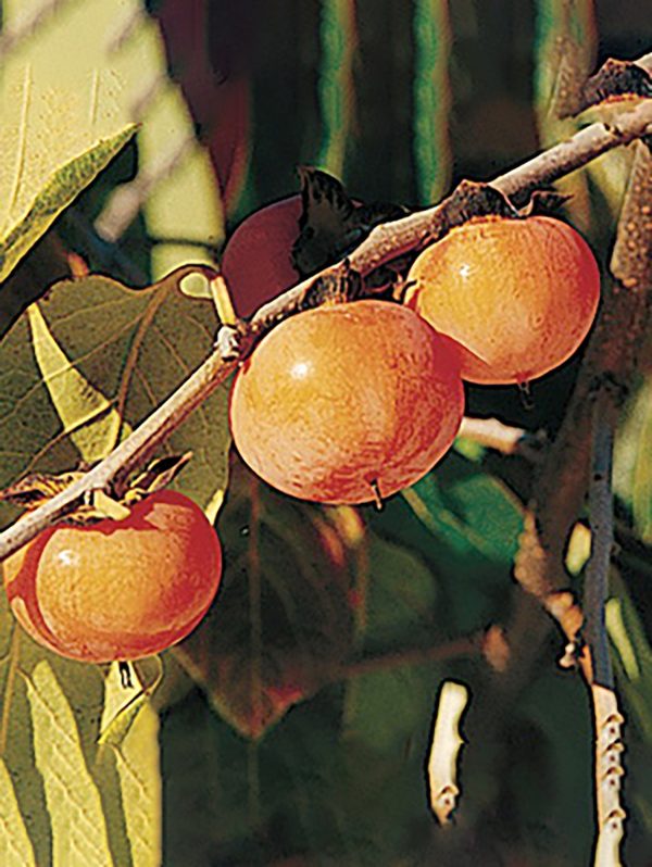 Prairie Dawn ™ American Persimmon For Sale