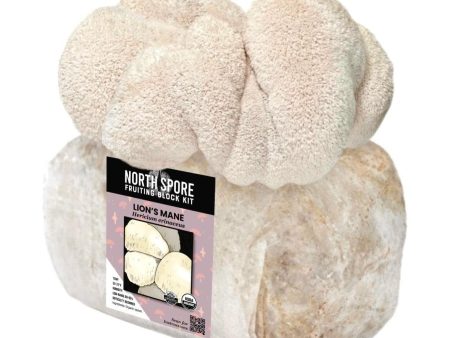 Organic Lion s Mane Mushroom Grow Kit Fruiting Block For Sale