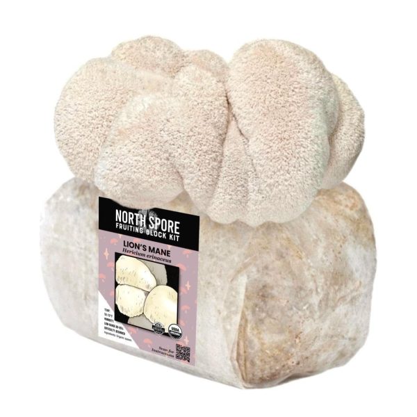 Organic Lion s Mane Mushroom Grow Kit Fruiting Block For Sale