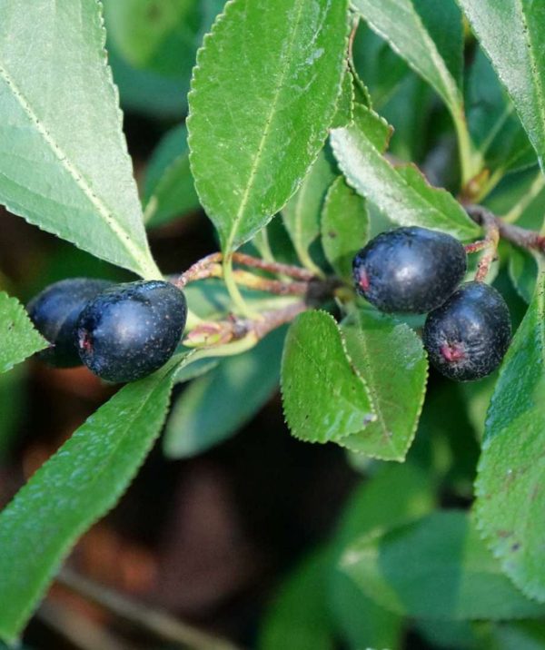 Ground Hug Aronia For Sale