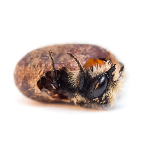 Spring Mason Bees - (20 ct) Discount