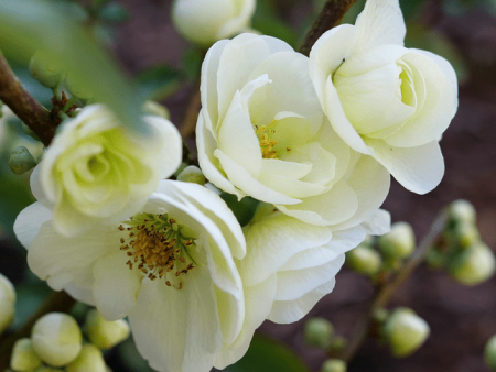 Double Take Eternal White™ Flowering Quince For Sale