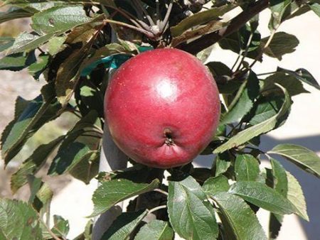 Arkansas Black Apple Supply