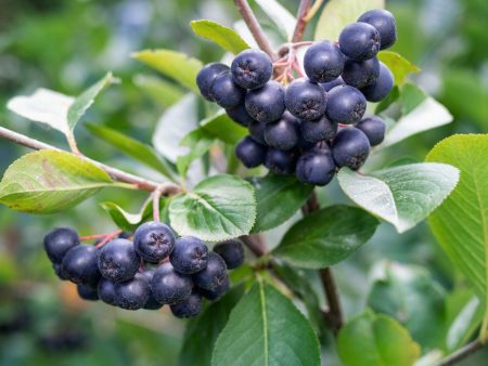 Raintree Select Aronia Cheap