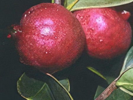 Chilean Guava on Sale