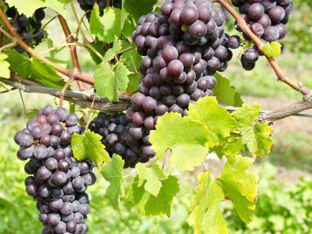 St. Theresa Seedless Grape For Sale