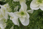 Snowflake Hydrangea Online Hot Sale