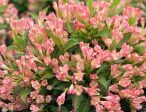 Peach Kisses™ Weigela For Sale