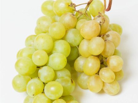 Himrod Seedless grape Fashion