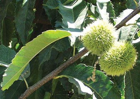 Colossal Grafted Chestnut Online now