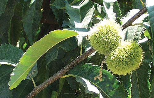 Colossal Grafted Chestnut Online now