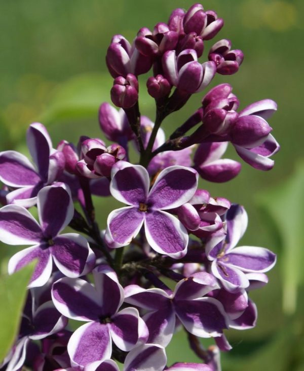 Syringa Sensation Lilac Sale