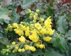 Tall Oregon Grape Holly Hot on Sale