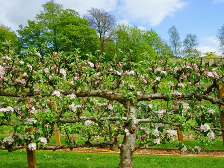 2 Tier Apple Espalier Combo Tree (2 Varieties) Sale