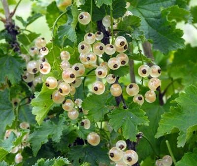 Bar-le-duc White Currant Cheap