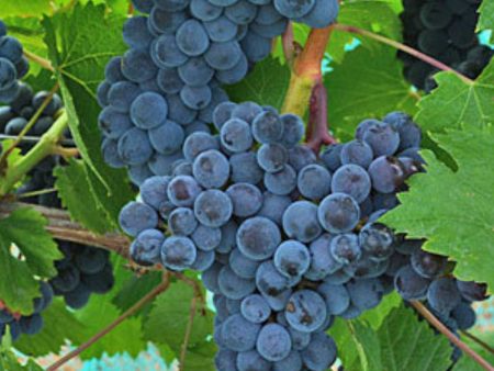 Muscat of Norway Grape Cheap