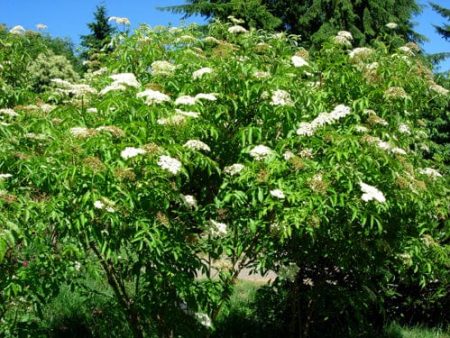 American Elderberry Hot on Sale