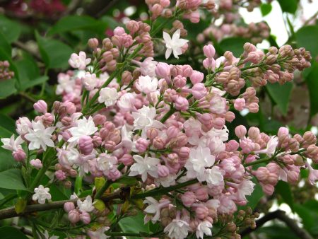 Beauty of Moscow Lilac Supply