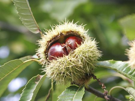 Precoce Migoule Grafted Chestnut Fashion