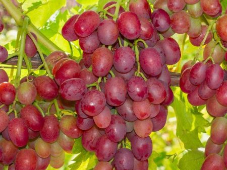 Canadice Seedless Grape Cheap