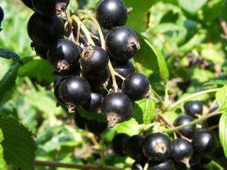 Belaruskaja Black Currant Sale