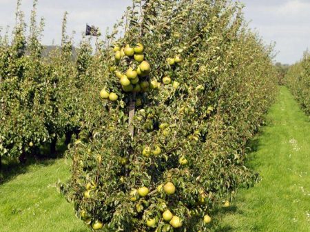 Yellow Huffcapp European Perry Pear Fashion