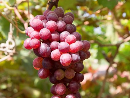 Flame Seedless Grape Sale