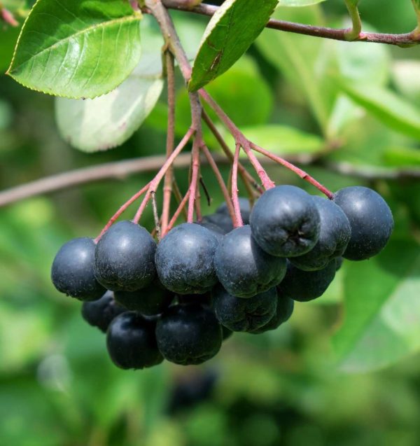 Viking Aronia Discount