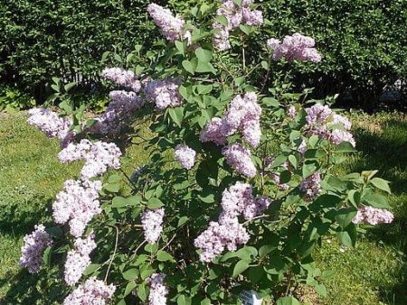 Belle De Nancy Lilac on Sale